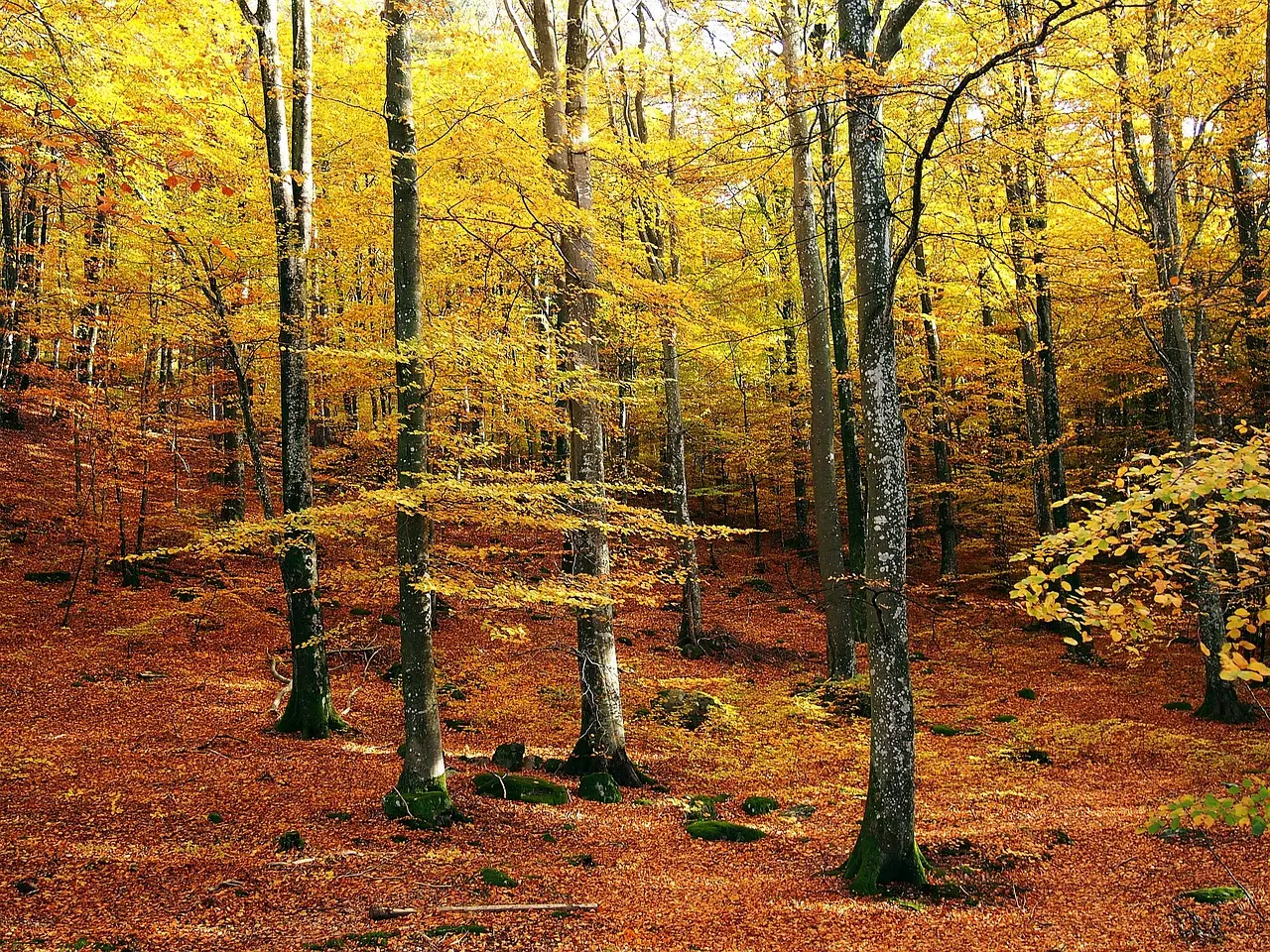 Bøgeskov, Nordskoven
